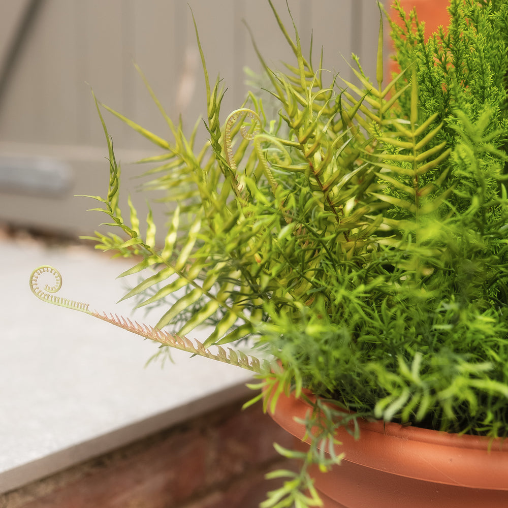 A close-up of a potted ornamental plant with bright green feathery foliage and a curled pale frond, growing in a terracotta-colored plastic pot.
