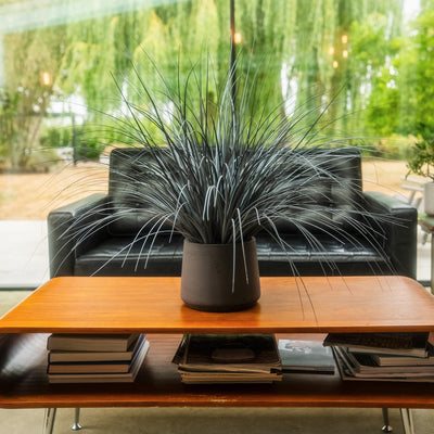 A potted ornamental grass with long, wispy dark gray-green blades, displayed on a wooden coffee table in a modern living room setting with a black leather sofa and large windows in the background.