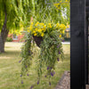 Hanging basket with yellow flowers and greenery with purple and green flowers trailing over the edges in a garden setting