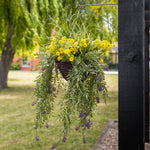 Hanging basket with yellow flowers and greenery with purple and green flowers trailing over the edges in a garden setting
