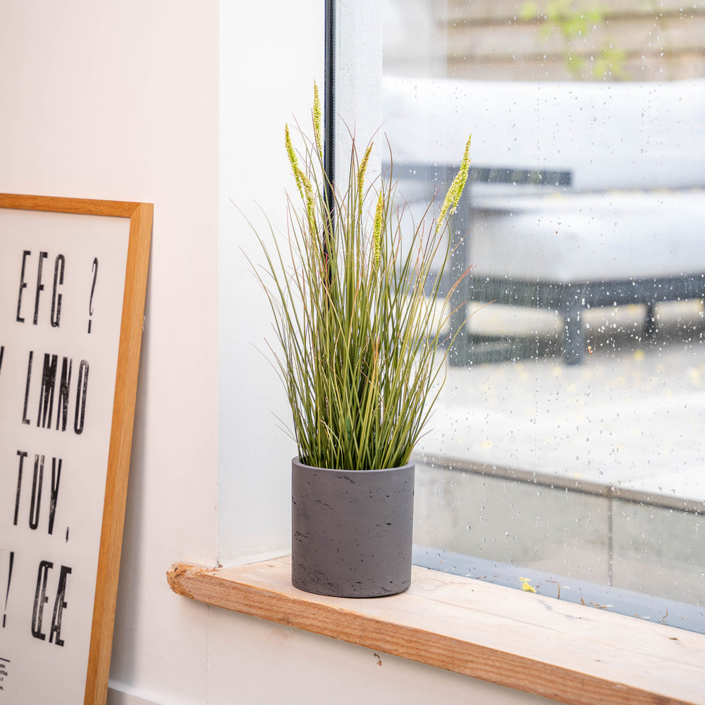 Potted grass on a windowsill with a framed picture next to it