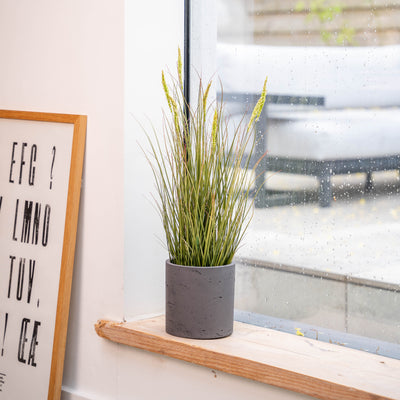 Potted grass on a windowsill with a framed picture next to it