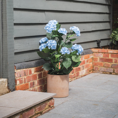 Potted hydrangea shrub with blue flowers against a gray wall with brick foundation.