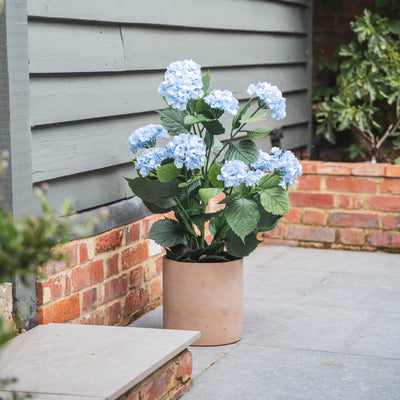 Potted plant with blue flowers on a patio area with a gray wall and brick foundation.