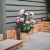 Potted plant with pink flowers against a gray wall and brick foundation.