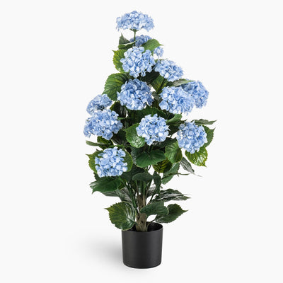 Hydrangea shrub