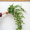 Person holding a bunch of green artificial ivy leaves against a white background