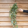 A variegated ivy vine with green and white leaves being held against a wooden wall.