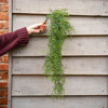Person hanging a green plant against a wooden fence