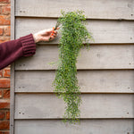 Person hanging a green plant against a wooden fence
