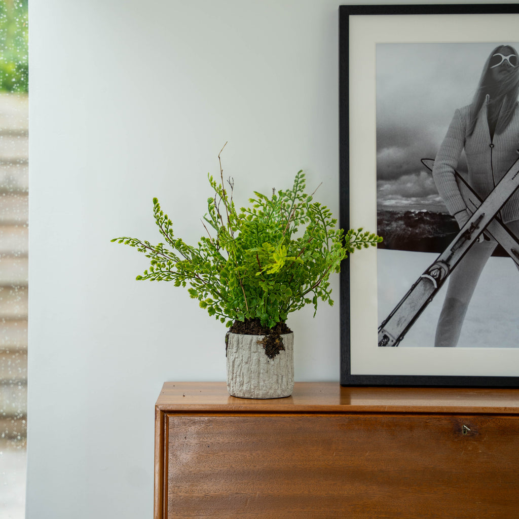 Potted fern on a wooden bureau with a framed picture in the background