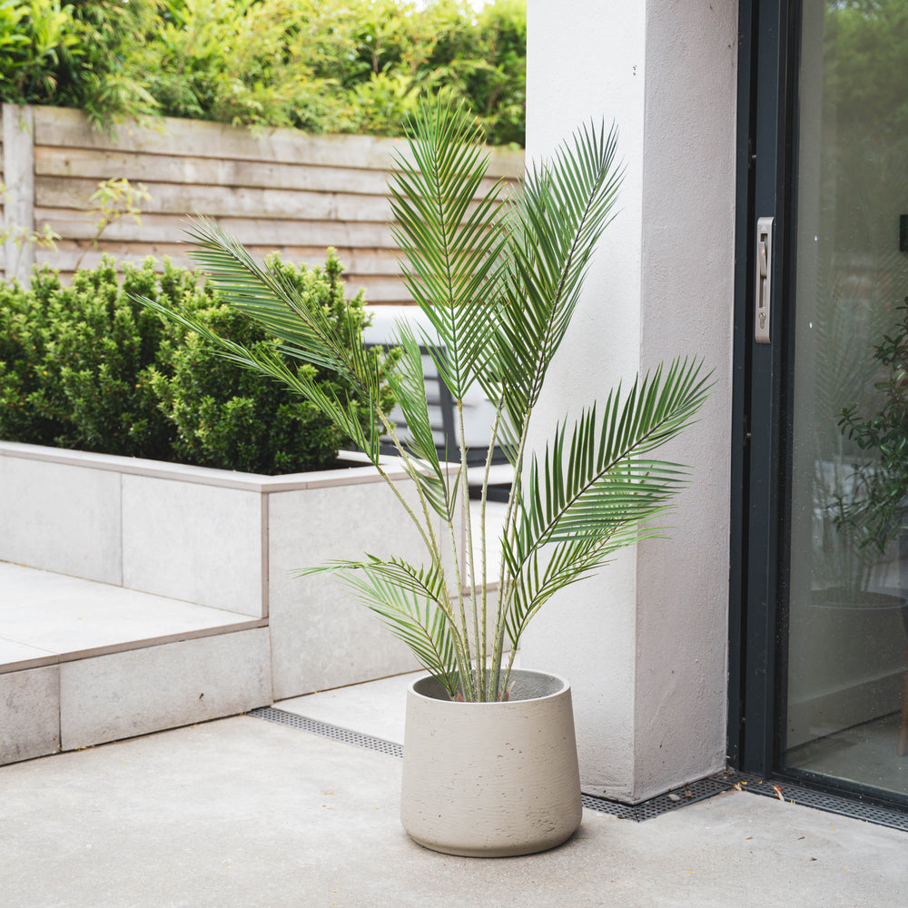 Potted palm on a patio with a modern building and greenery in the background