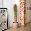 Cactus plant in a clay pot next to a framed newspaper against a brick wall.