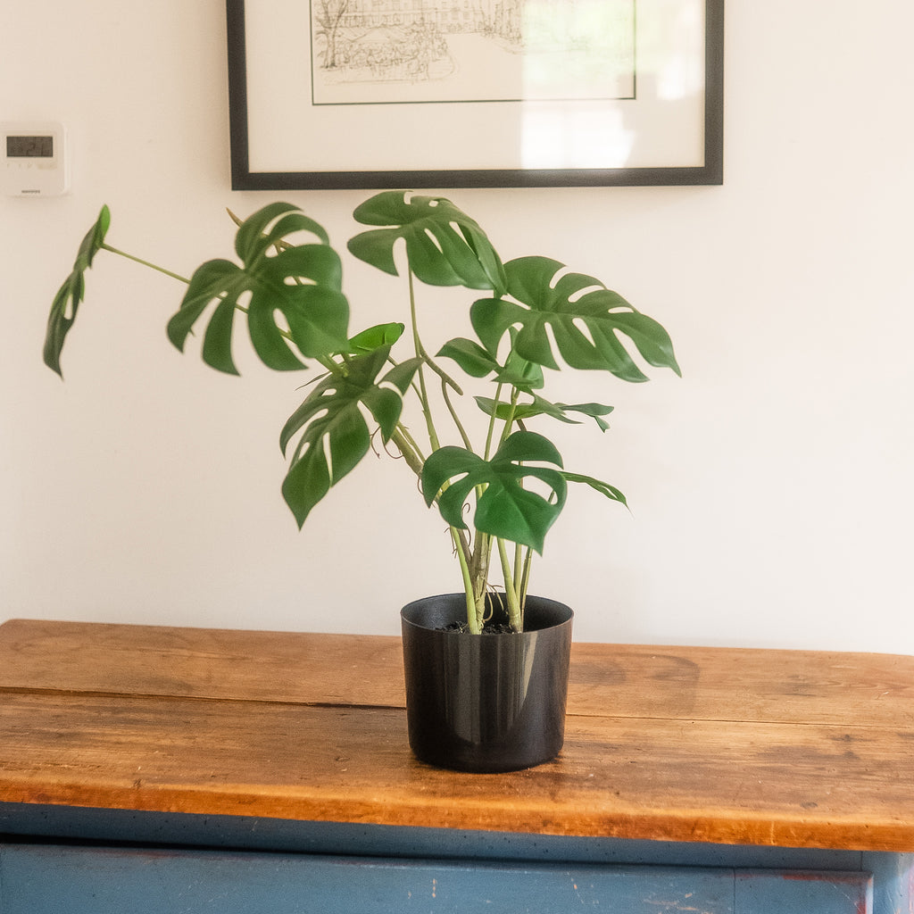 A potted Monstera plant with large green leaves in a black pot, placed on a rustic wooden table against a white wall with a framed print in the background.