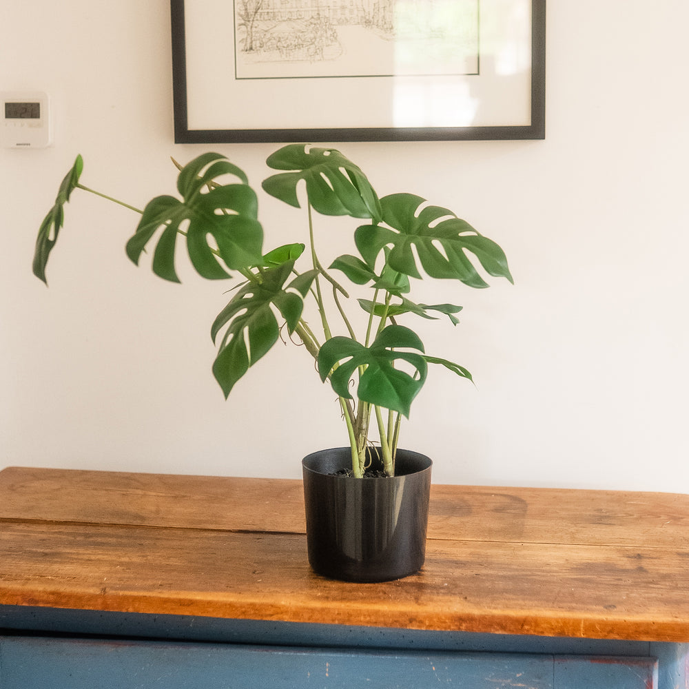 A potted Monstera plant with large green leaves in a black pot, placed on a rustic wooden table against a white wall with a framed print in the background.