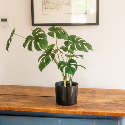 A potted Monstera plant with large green leaves in a black pot, placed on a rustic wooden table against a white wall with a framed print in the background.