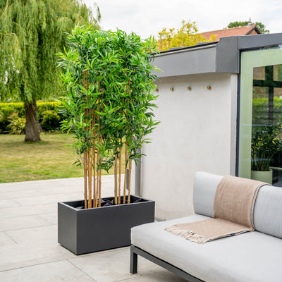 Outdoor patio with a black planter containing two bamboo plants and a grey cushioned sofa.