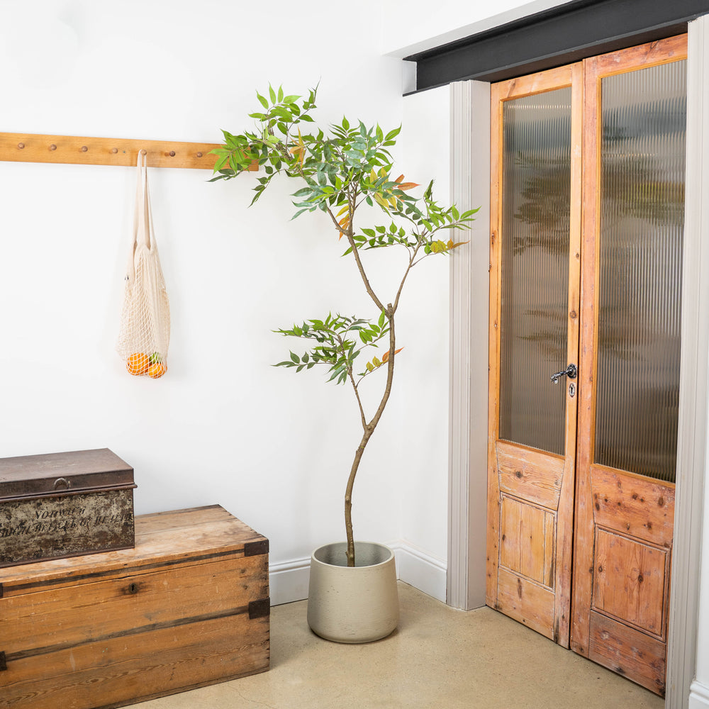 Potted tree with green and orange leaves in a hallway setting, next to a wooden doorway and chest.