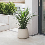 Potted plant on a patio with a modern building and greenery in the background