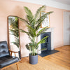 Potted palm tree in a bedroom setting, against peach wall.