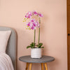 Pink orchid in a white pot on a small round table against a peach wall.
