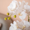 Close up of white orchids with a soft peach background