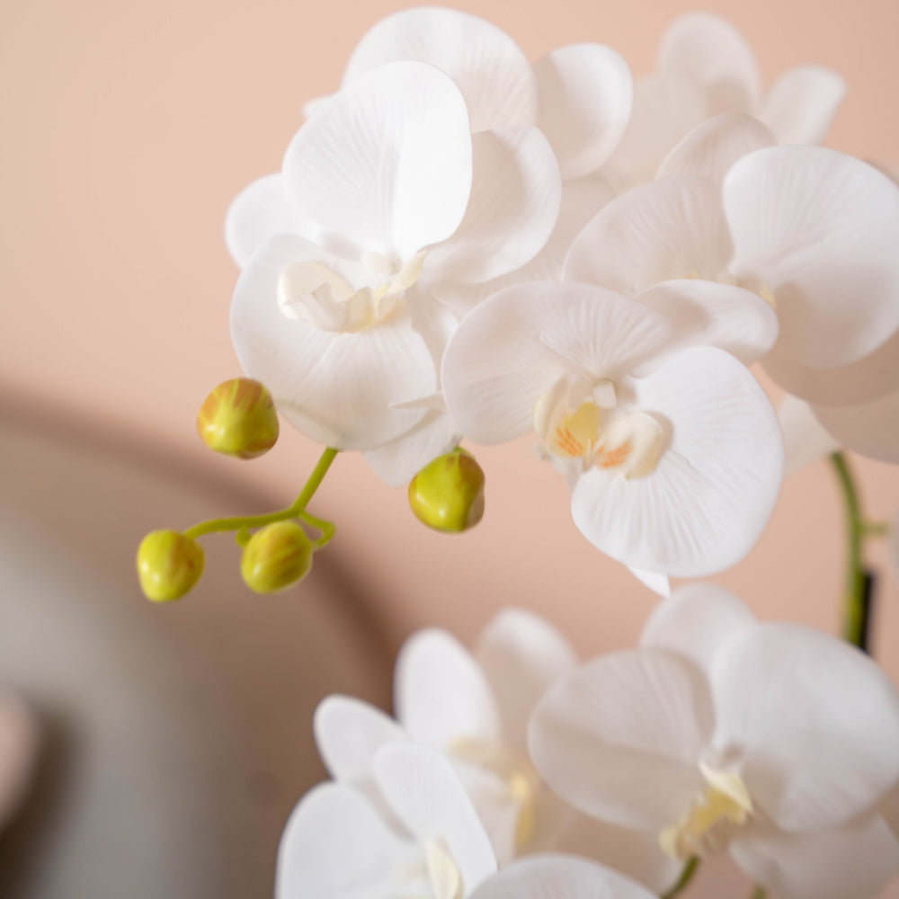 Close up of white orchids with a soft peach background