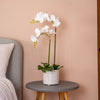 White orchid in a pot on a small round table against a peach wall.