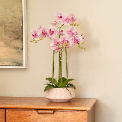 White and pink orchid with four stems in a wide pale pink pot on a wooden dresser.