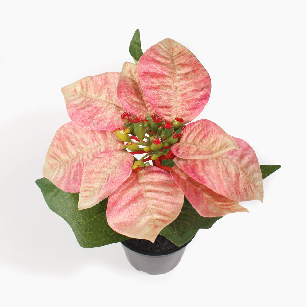 Mini poinsettia bush