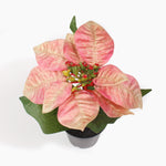 Mini poinsettia bush