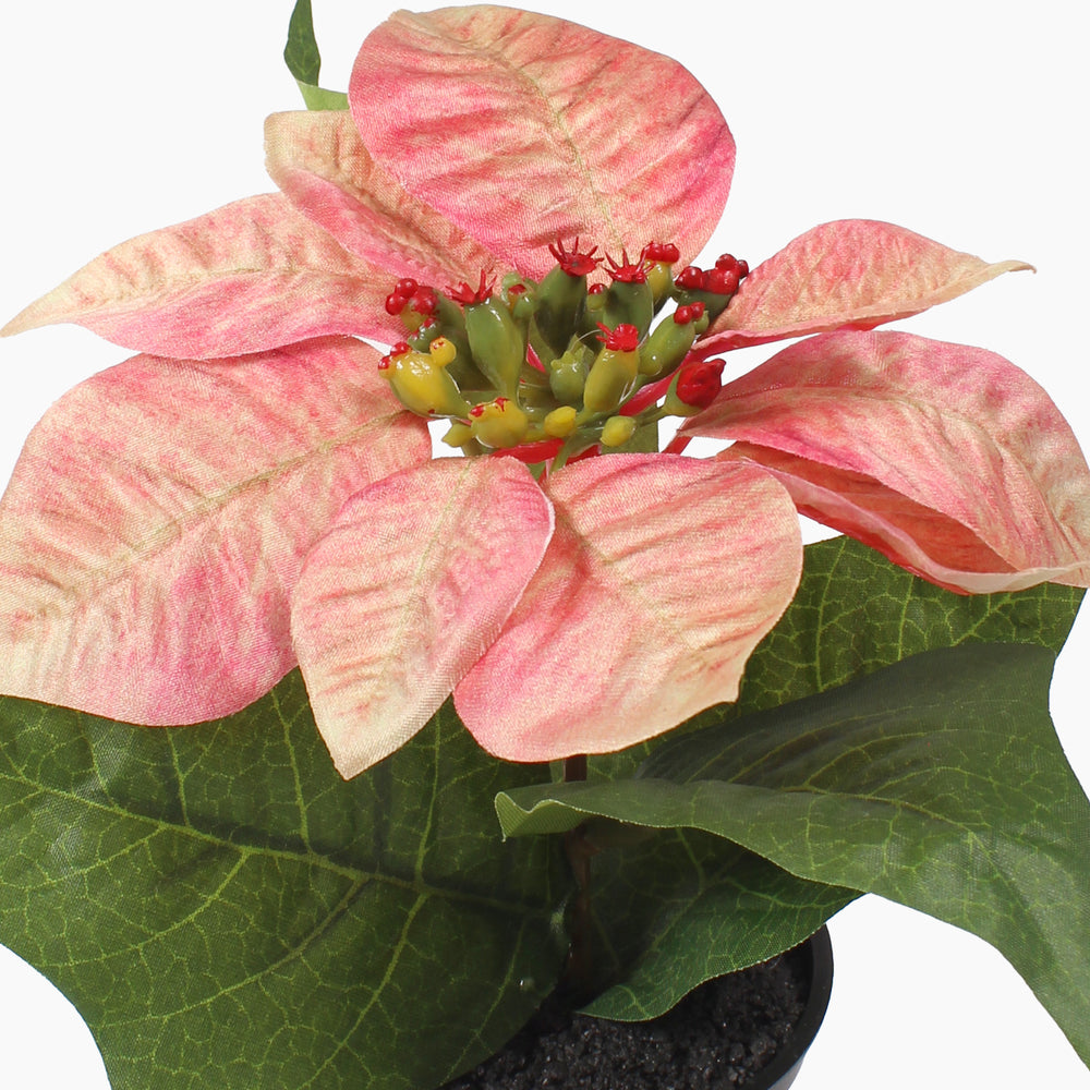 Mini poinsettia bush