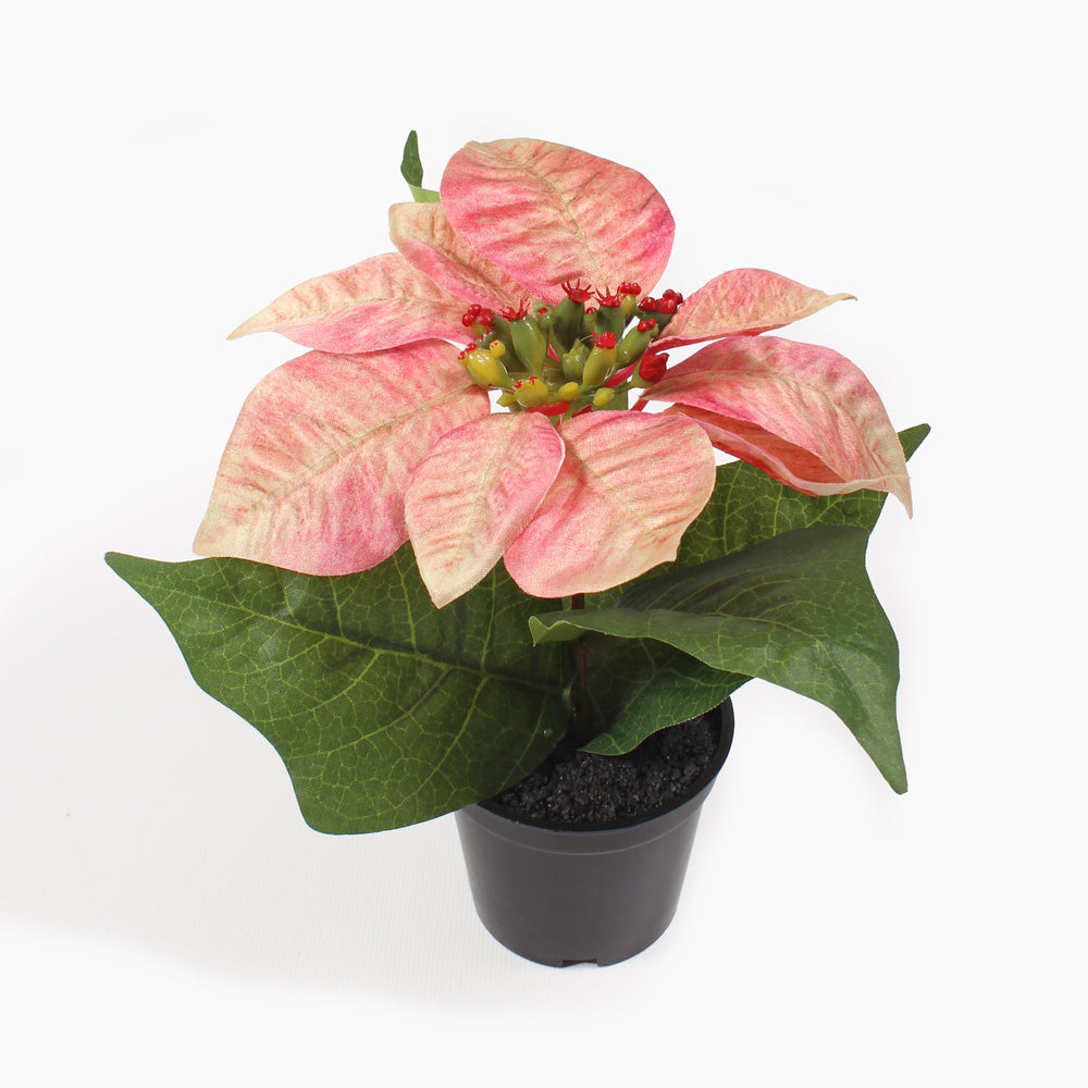 Mini poinsettia bush
