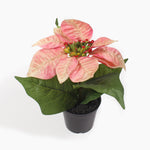 Mini poinsettia bush