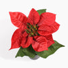 Mini poinsettia bush