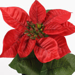 Mini poinsettia bush