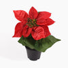 Mini poinsettia bush