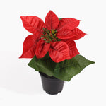 Mini poinsettia bush