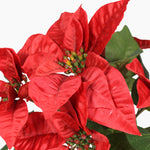A close-up of a poinsettia plant, focussing on the bright red flowers with small green and red buds at the center, and dark green leaves against a plain white background.