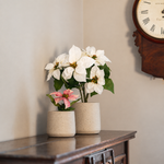 Two poinsettia plants on a dark wood piano, one small pink poinsettia and the other medium sized white poinsettia with a wooden clock in the background.