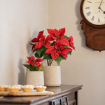 Two red poinsettia plants on a dark wood piano, one small and the other medium sized. Next to a board of mince pies with a wooden clock in the background.