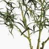 Queensland bottle palm tree
