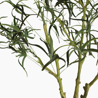 Queensland bottle palm tree
