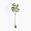 Queensland bottle palm tree