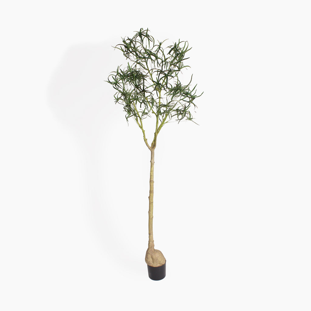 Queensland bottle palm tree