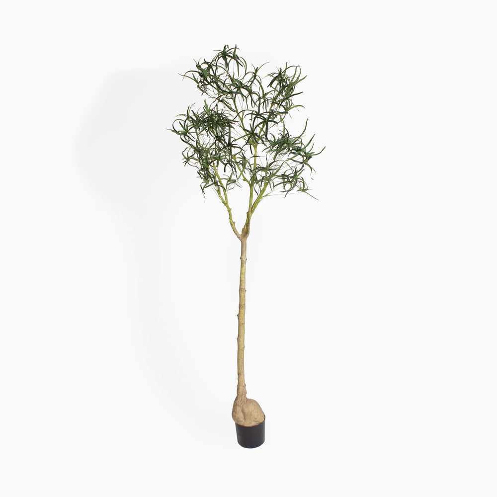 Queensland bottle palm tree