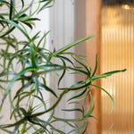 Close-up of a green leafy plant with slender, branching stems in front of a softly blurred indoor background with warm light.