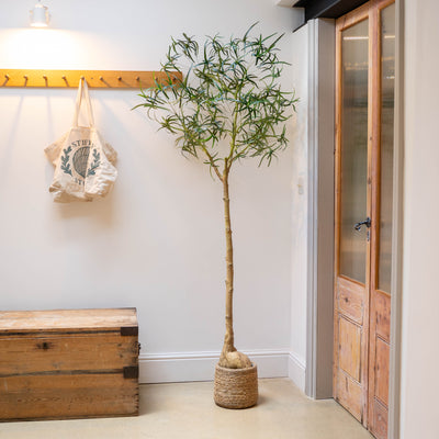 A tall artificial potted tree with green leaves and a textured brown trunk base and bulging base, standing indoors next to a wooden bench, a canvas tote bag on wall hooks, and a rustic wooden door.