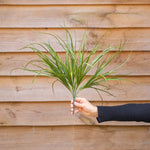 A hand wearing a black long-sleeve holds a small bunch of green artificial ornamental grass in front of a horizontal wooden fence.