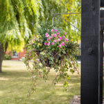 Pink flowers and foliage in a basket, hanging on a bracket in a garden